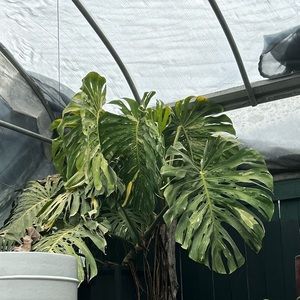 Meet your Posher, Arden